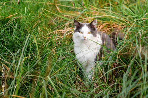 Long-haired white-and-gray cat sitting in tall green grass, staring directly at the camera with bright yellow eyes.