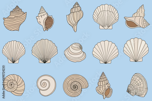Assortment of Seashells and Scallops on Blue Background.