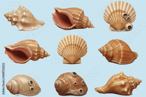 Collection of Nine Realistic Seashells on a Light Blue Background.
