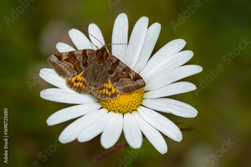  Burnet companion moth (Euclidia glyphica) on a white daisy flower.