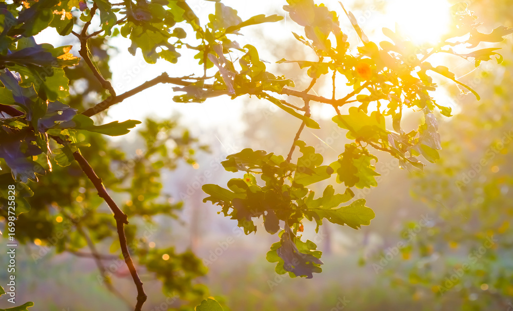 Obraz premium oak tree branch in light of starkle sun, autumn forest outdoor scene
