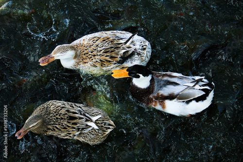 Three ducks are swimming in the pool with clear water