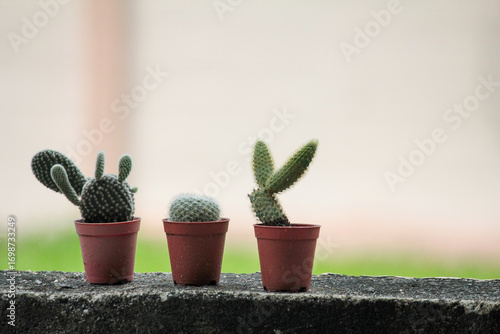 Three cute cactus plants in small pots on cement surface with soft background – perfect for minimal lifestyle, home decor inspiration, or gardening content.