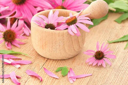 Echinacea purpurea plant flowers in wooden mortar, copy space, natural medicine, antiviral treatment, immune booster concept