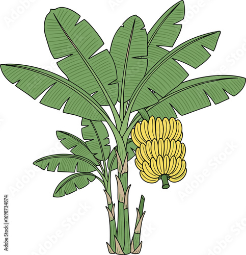 Banana plant with ripe yellow fruit and large green leaves for tropical agriculture, botany, nutrition, nature, and educational themes