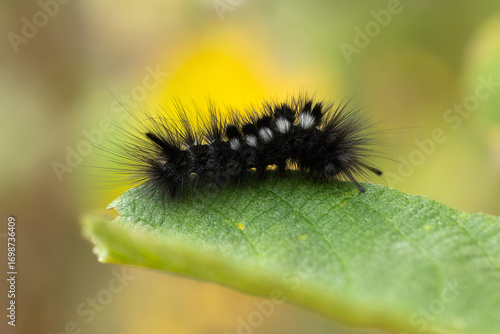 Black moth caterpillar on a green leaf. Gynaephora selenitica,  Close -up.