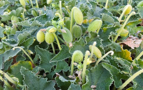 photos of wild plants and medicinal plants