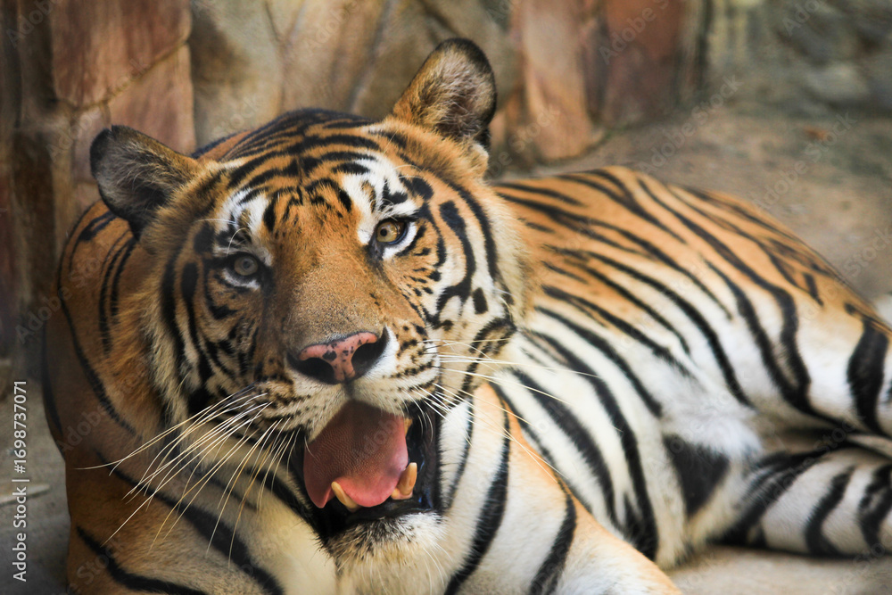 Obraz premium Angry tiger in the zoo