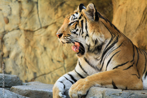 A Big tiger is yawning in the zoo