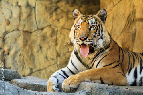 Beautiful portrait of a tiger in the zoo with tongue