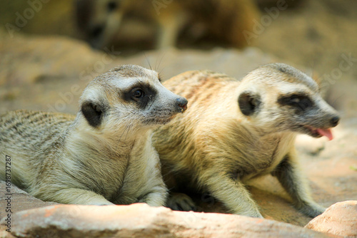 Curious meerkats resting on warm rocks in natural habitat, perfect for wildlife education, nature documentaries, and zoo promotional materials.