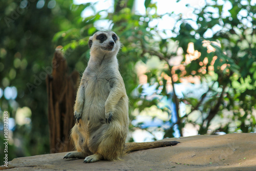 Alert meerkat standing upright on a rock with blurred green background, ideal for wildlife documentaries, animal behavior studies, and nature-themed educational content.