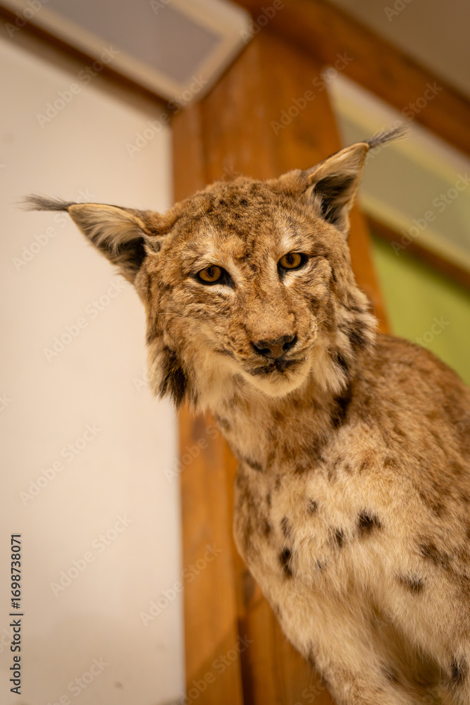 Fototapeta premium Close-up of the head of a mounted Eurasian lynx. 