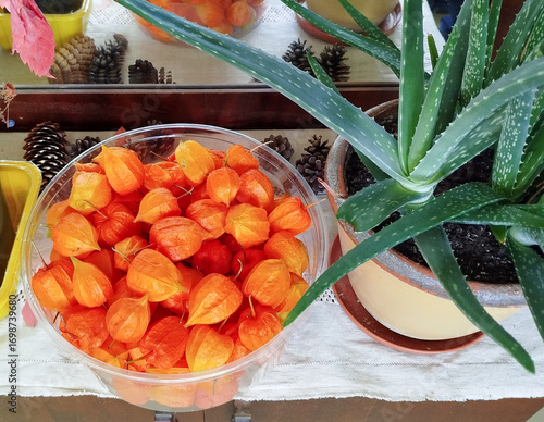 Japanese lantern fruit or common physalis, with a berry hidden in its calyx - the orange brilliance of the harvested ornamental fruit in a decorative example.