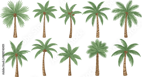 Twelve Tropical Palm Tree Silhouettes with Unique Shapes, Leaf Styles, and Trunk Variations for Botanical, Landscape, and Vector Art Use