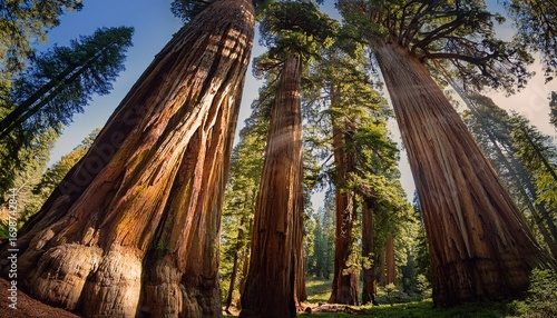massive cedar trees
