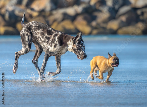 Harlequin Great Dane and French Bulldog run and play together on beach TIDAL POOL