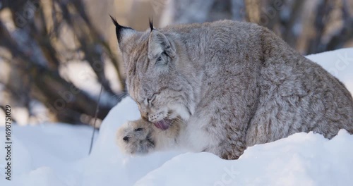 Wild Lynx Grooming in Snowy Scandinavian Forest