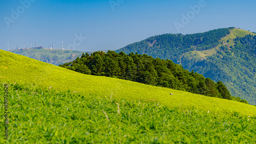 A panoramic view of Nagano’s lush highlands, where rolling green hills and open grasslands stretch beneath a clear summer sky, with the broadcast towers atop Utsukushigahara Highland visible in the di