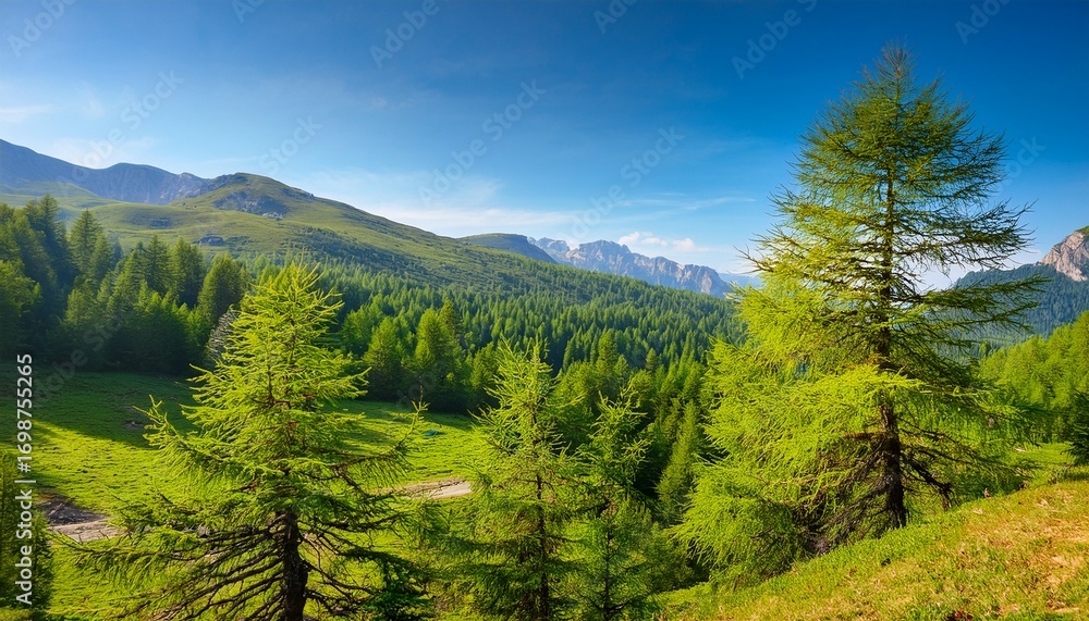 Obraz premium larix decidua the european larch is a species of larch native to the mountains of central europe in the alps and carpathian mountains as well as the pyrenees