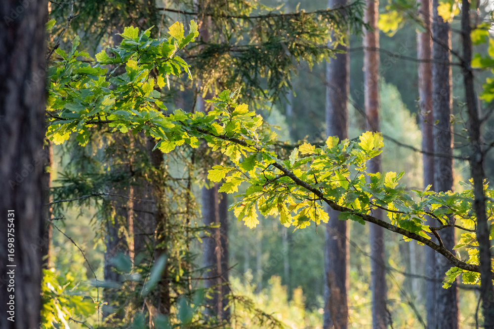 Obraz premium autumn in the FOREST