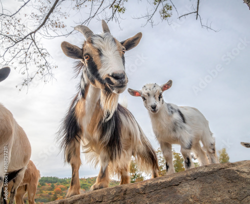 Adult female dam Nigerian dwarf goat nanny with baby animal kid in open pen with boulders.

