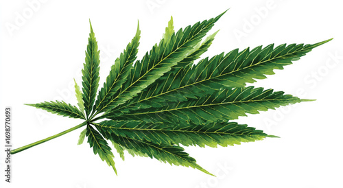 Vibrant cannabis leaf detailed watercolor illustration for medical or recreational use isolated on white background artistic design