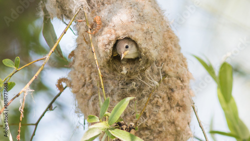 bird in the nest