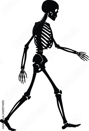Walking skeleton vector illustration