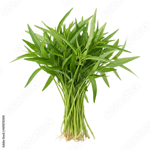 Fresh bunch of water spinach isolated on transparent background