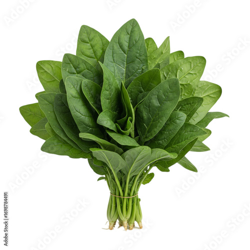 Fresh bunch of spinach leaves isolated on transparent background