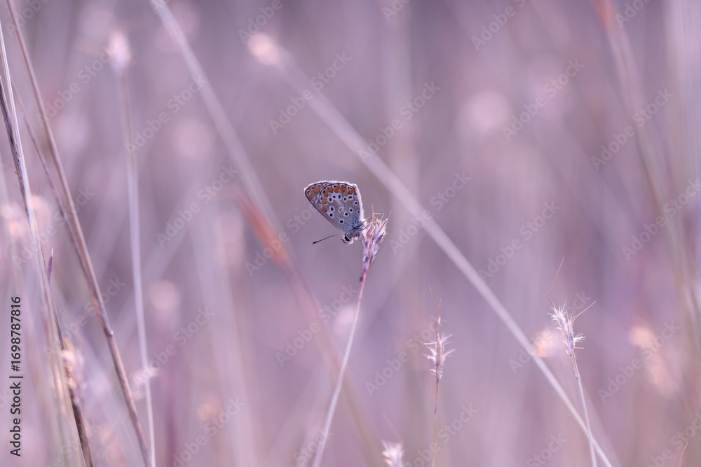 Foto butterfly on a flower
