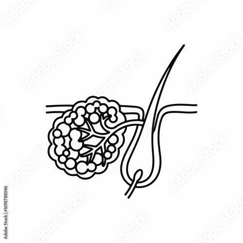 Illustration of skin structure showing hair follicle and sebaceous gland. Skin illustration with hair follicle producing sebum for skin health.