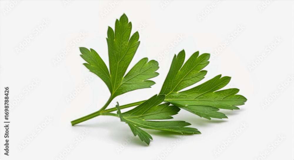 Obraz premium A close up shot showcasing a vibrant green parsley sprig against a clean white background in sharp focus