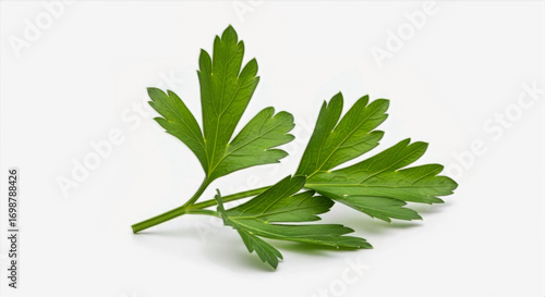 A close up shot showcasing a vibrant green parsley sprig against a clean white background in sharp focus