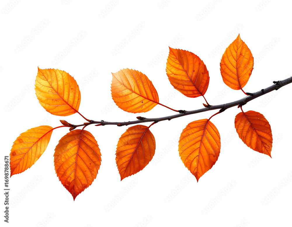 Naklejka premium Firefly_https - -www.freepik.com-free-psd-autumn-branch-with-vibrant-orange-leaves_409843460.h