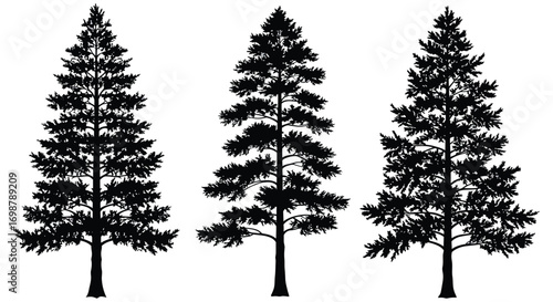 three tall pine trees standing side by side