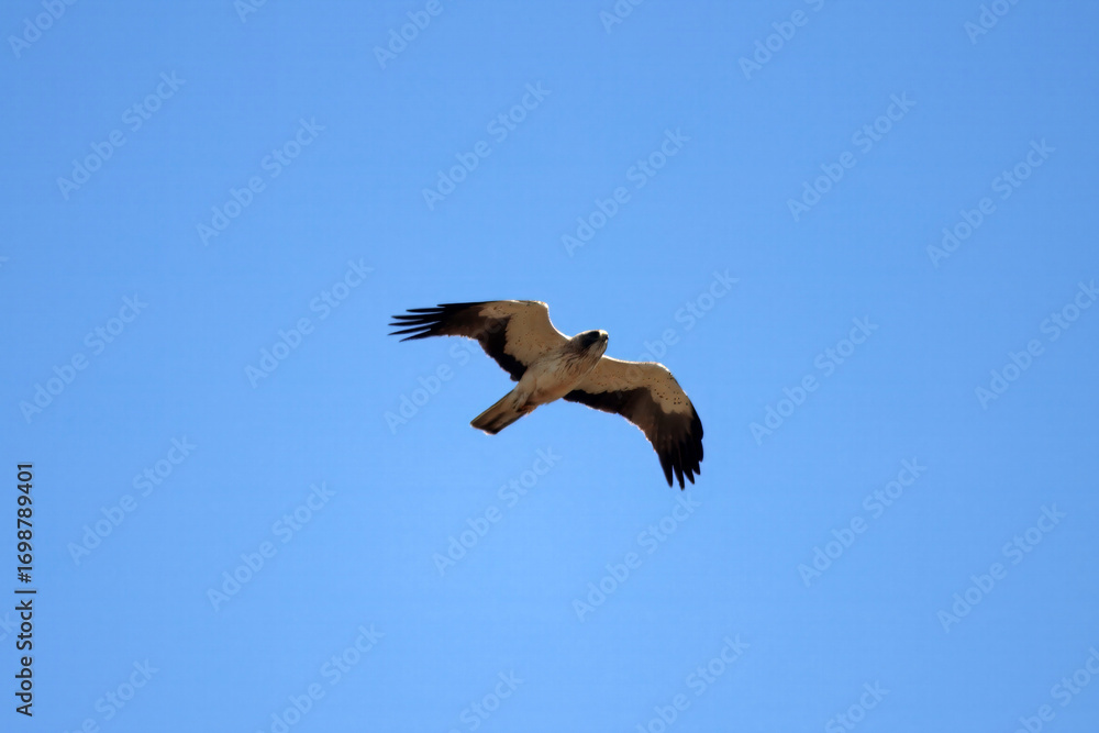 Obraz premium Booted eagle, Hieraaetus pennatus