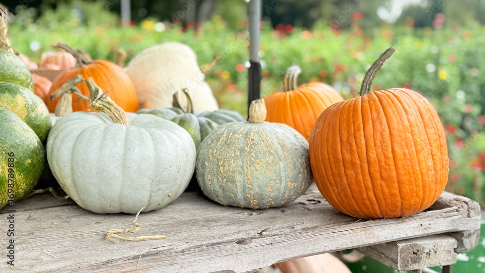 Φωτογραφία Autumn Pumpkins at Farmers Market — close-ups and wide shots of colorful harvest