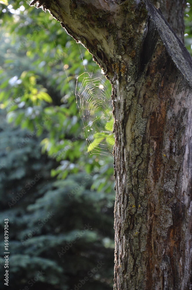 Obraz premium spider web on tree