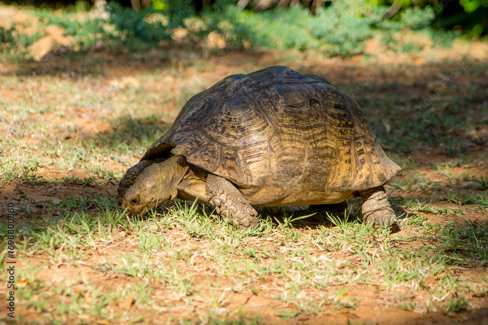 Fototapeta premium Giant turtle living in Africa. Big turtle crawling on the land in its natural habitat. Giant turtle reserve
