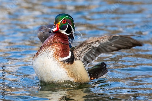 Male Wood Duck