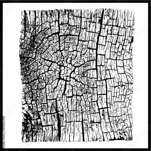 Detailed black and white image of a cross section of a tree trunk with visible growth rings and cracks