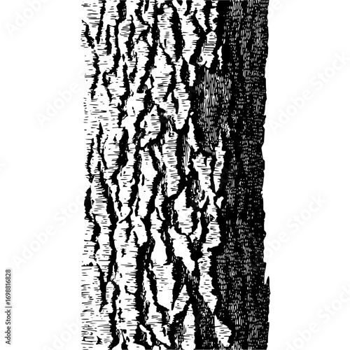 Detailed black and white illustration of tree bark texture with deep crevices and rough surface appearance
