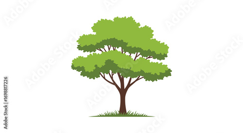 a lush green tree standing tall with vibrant foliage