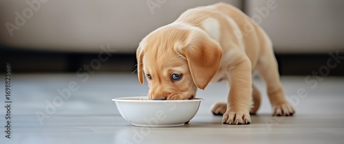 Sweet Labrador Puppy Enjoying Its Meal From a White Bowl on the Floor.