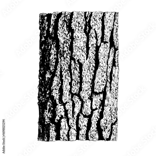 Detailed black and white illustration of a rectangular section of tree bark with rough texture and deep crevices