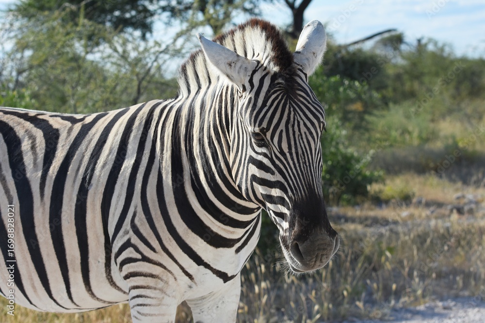 Fototapeta premium Steppenzebra (Equus quagga) im Etoscha Nationalpark