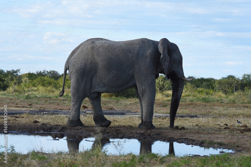Fototapeta premium Afrikanischer Elefant (loxodonta africana) am Wasserloch Tsumcor im Etoscha Nationalpark in Namibia. 