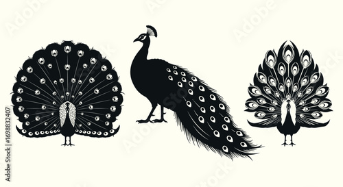 Elegant collection of black peacock silhouettes in various poses, including profile view and majestic fanned tail feather display